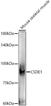 CSDE1 Rabbit mAb