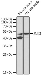 JNK3 Rabbit pAb