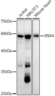 SNX4 Rabbit mAb