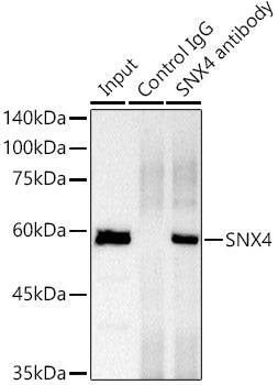 SNX4 Rabbit mAb