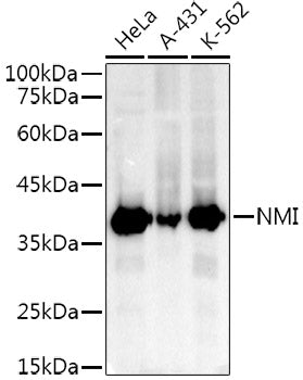 NMI Rabbit mAb
