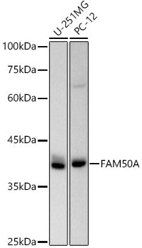 FAM50A Rabbit mAb
