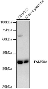 FAM50A Rabbit mAb