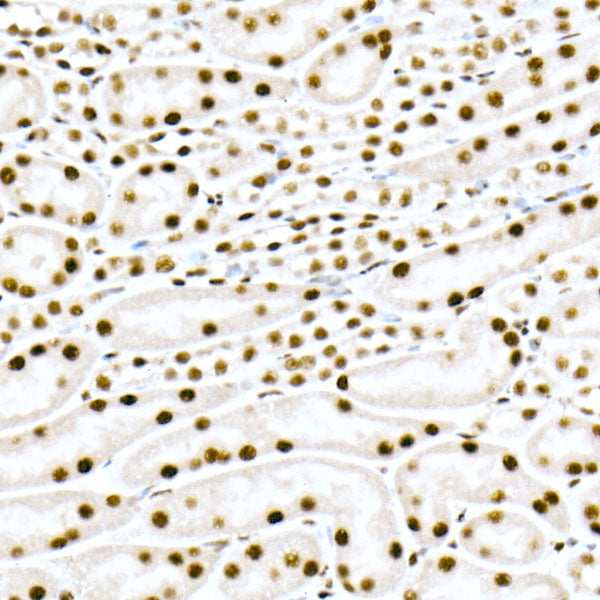 FAM50A Rabbit mAb