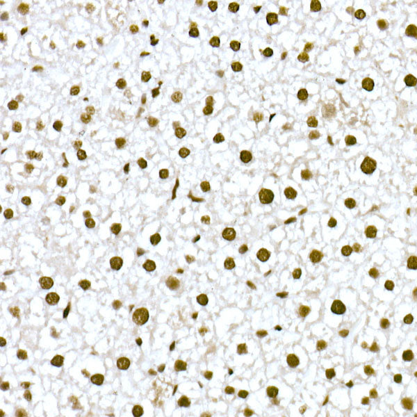 FAM50A Rabbit mAb