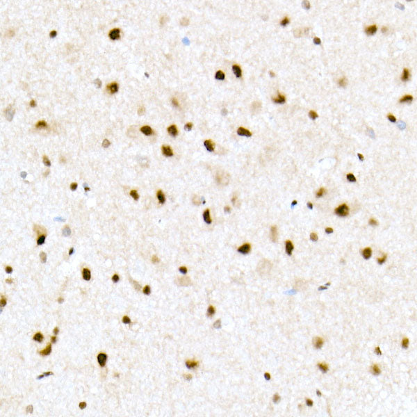 FAM50A Rabbit mAb