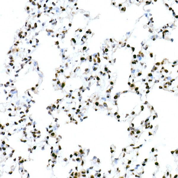 FAM50A Rabbit mAb