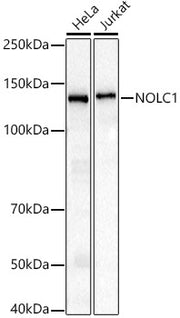 NOLC1 Rabbit mAb