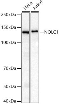 NOLC1 Rabbit mAb