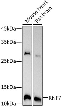 RNF7 Rabbit mAb