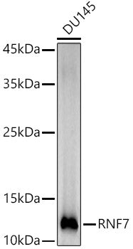 RNF7 Rabbit mAb