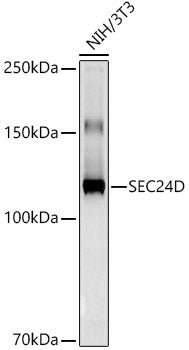 SEC24D Rabbit mAb