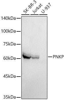 PNKP Rabbit mAb