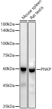 PNKP Rabbit mAb