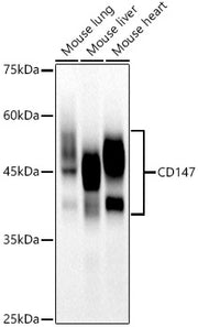 CD147 Rabbit mAb
