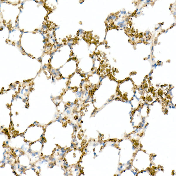 CD147 Rabbit mAb