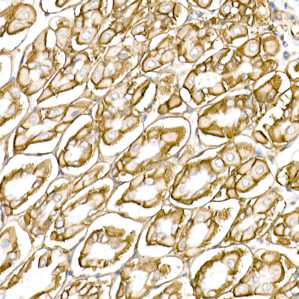 CD147 Rabbit mAb