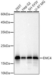 EMC4 Rabbit mAb