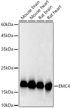 EMC4 Rabbit mAb