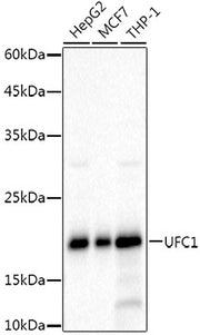 UFC1 Rabbit mAb
