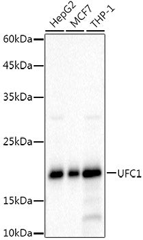 UFC1 Rabbit mAb