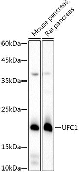 UFC1 Rabbit mAb