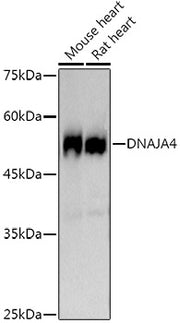 DNAJA4 Rabbit mAb