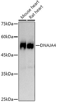 DNAJA4 Rabbit mAb