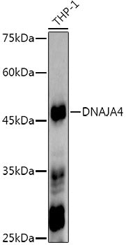 DNAJA4 Rabbit mAb