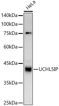 UCHL5IP Rabbit mAb
