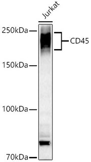 CD45 Rabbit pAb