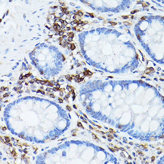 CD45 Rabbit pAb