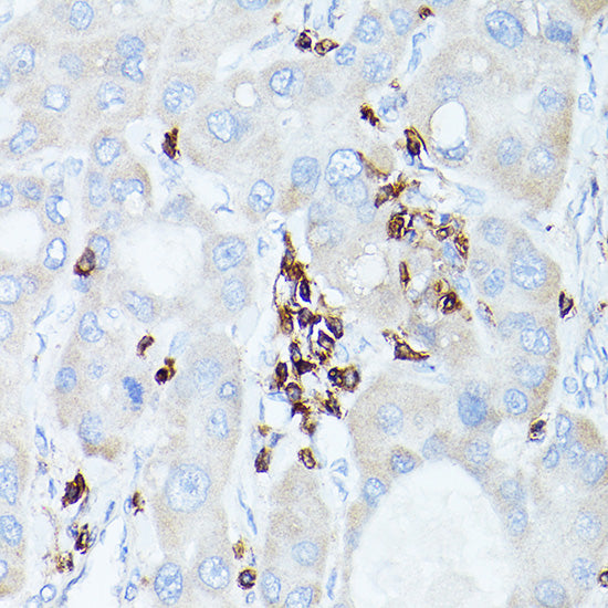 CD45 Rabbit pAb