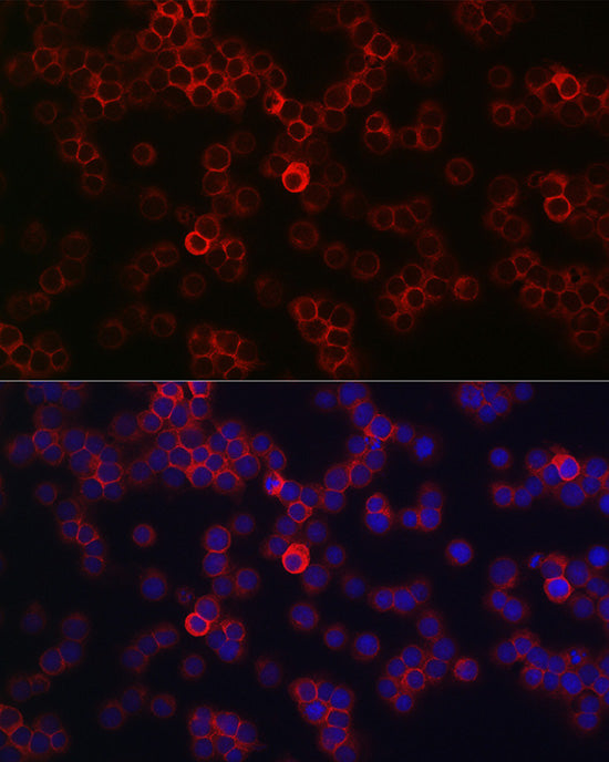 CD45 Rabbit pAb