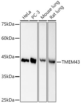 TMEM43 Rabbit mAb