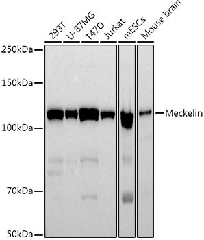 Meckelin Rabbit mAb