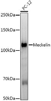Meckelin Rabbit mAb