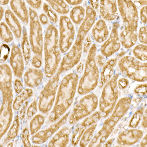 Meckelin Rabbit mAb