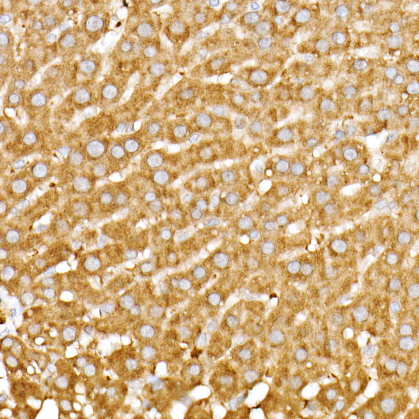 Meckelin Rabbit mAb