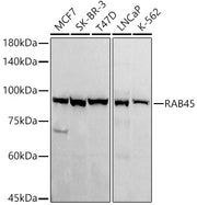 RAB45 Rabbit mAb