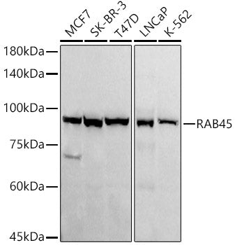 RAB45 Rabbit mAb