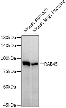 RAB45 Rabbit mAb