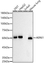 AER61 Rabbit mAb