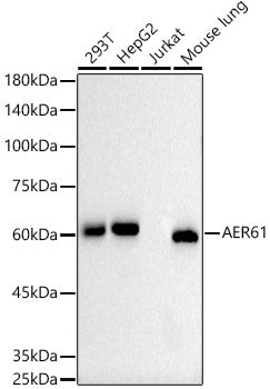 AER61 Rabbit mAb