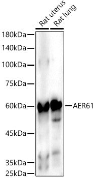 AER61 Rabbit mAb