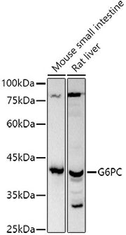 G6PC Rabbit pAb
