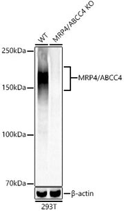 [KD Validated] MRP4/ABCC4 Rabbit mAb
