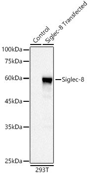 Siglec-8 Rabbit mAb