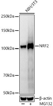 [KO Validated] NRF2 Rabbit mAb
