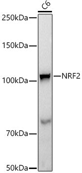 [KO Validated] NRF2 Rabbit mAb